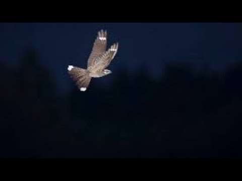 Up close and personal with a Nightjar in flight! Thetford Forest (Sound on)