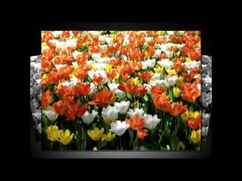 R.Dambrauskas - Myliu