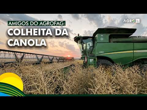 Amigos do AgroFAG: acompanhe a colheita da canola em Maripá (PR)