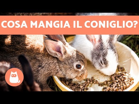 , title : 'Cosa mangia il CONIGLIO? 🐰🥕 ALIMENTAZIONE del coniglio cucciolo, adulto, anziano'