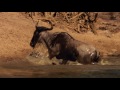 Crocodile Eating Wildebeest