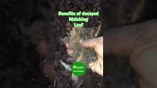 Download lagu Manfaat mulsa yang membusuk mp3 Download lagu Manfaat mulsa yang membusuk mp3