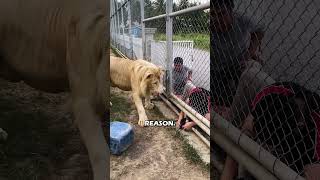 A Lion&#39;s Response to Rule-Breaking