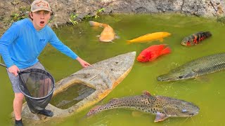 I Found Rare Fish in an Abandoned Pond!