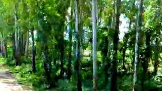 preview picture of video 'BEAUTIFUL TREES ALONG TRAIN LINE - A view from the train's window'