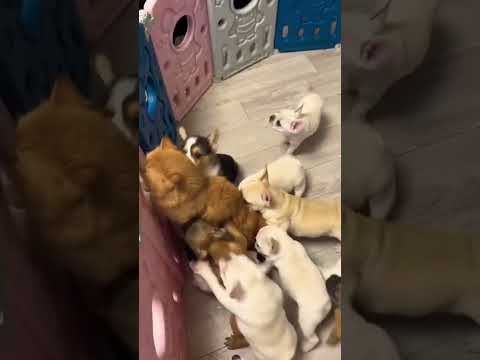 Razia Gundon Mein phas gai 😂😂 #shorts #ytshorts #funny #cat