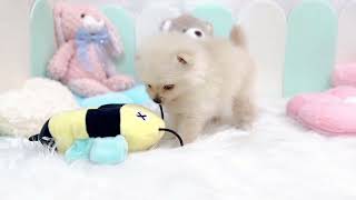 ポメラニアンの動画01