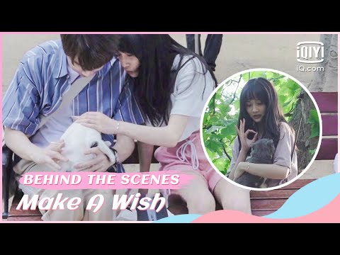 🐱BTS: The crew that everyone envies | Make a Wish | iQiyi Romance