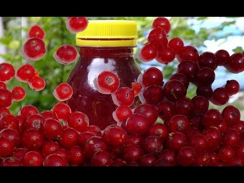 hogyan lehet megszabadulni a ribizli parazitáitól