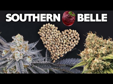 Making a New Strain - How to Breed Cannabis - Southern Belle -  Pollen to Seed Grow Journal