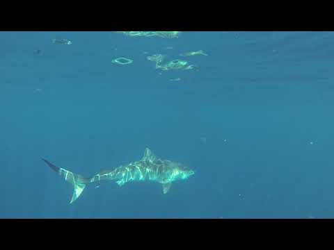 Narcosis 8/12/17 (2)