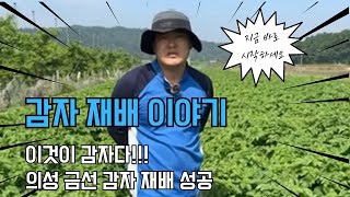 올해 감자 재배 이야기!! 감자 무조건 성공합니다!!!  저만 따라하세요!!!