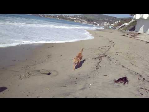 Shiba Inu at the beach