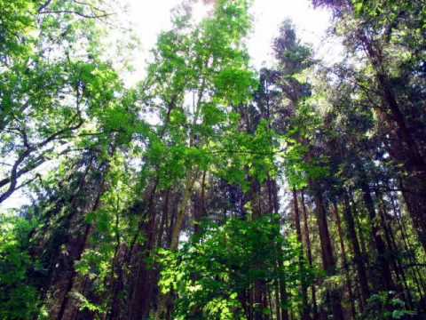 Carved In Stone - Abschied