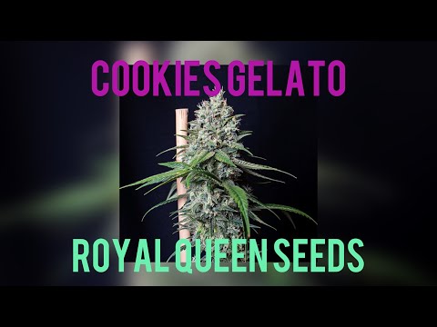 COOKIES GELATO - royal queen seeds