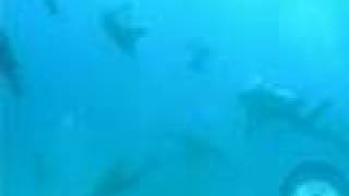 preview picture of video 'Scuba - Seal Dive at Montgue Island, NSW'