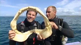 Great White Shark Encounter - Ultimate Killers - BBC