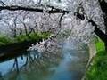 Sakura Japanese folk song 2 