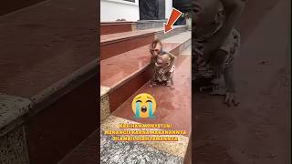 Download lagu Monyet lucu ini menangis kesihan😭 hewan lucu #monyet #shortsfeed #shorts mp3