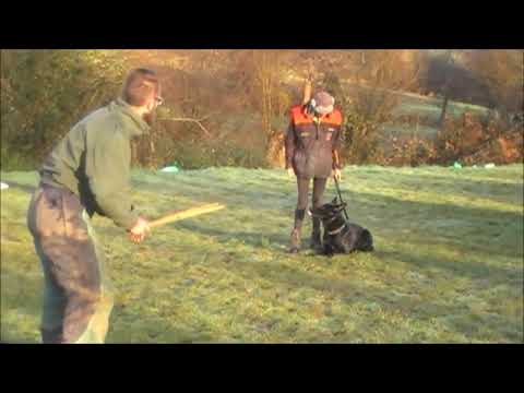 Ours du Glaive Noir  18 Mois