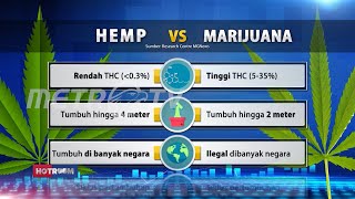 Download lagu Memiliki Banyak Manfaat dalam Dunia Medis, Amankah Jika Ganja Dilegalisasi? #HOTROOM mp3 Download lagu Memiliki Banyak Manfaat dalam Dunia Medis, Amankah Jika Ganja Dilegalisasi? #HOTROOM mp3