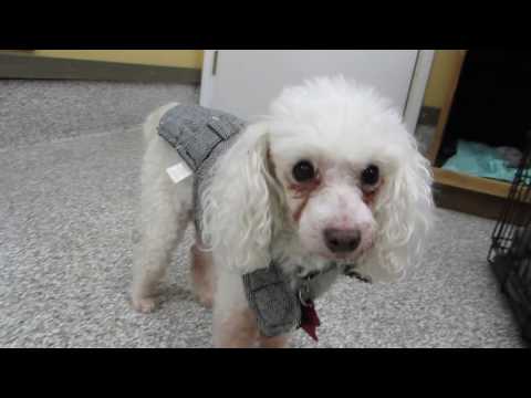 Timmy and Tommy, an adopted Poodle in Hood River, OR_image-1