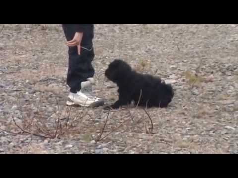 14 weeks old Tibetan terrier puppy Kiranas Kadambari