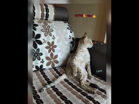 Mr. Kattie: The Sangeet guru.  |Humorous Cats|🐱🐾😻