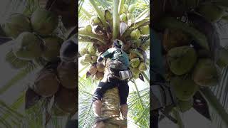 Download lagu sikat 4 tandan lagi guys 😁 #coconutclimb #coconutharvest #shortvideo mp3