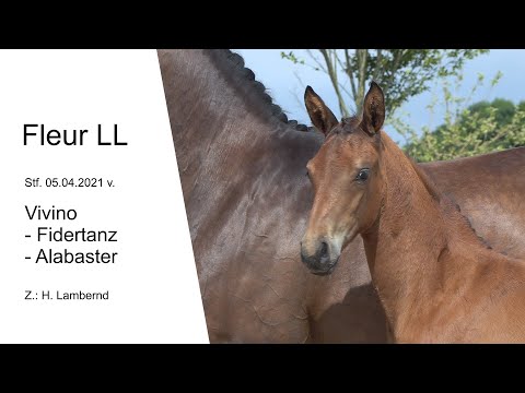 Stf v Vivino x Fidertanz x Alabaster 2021