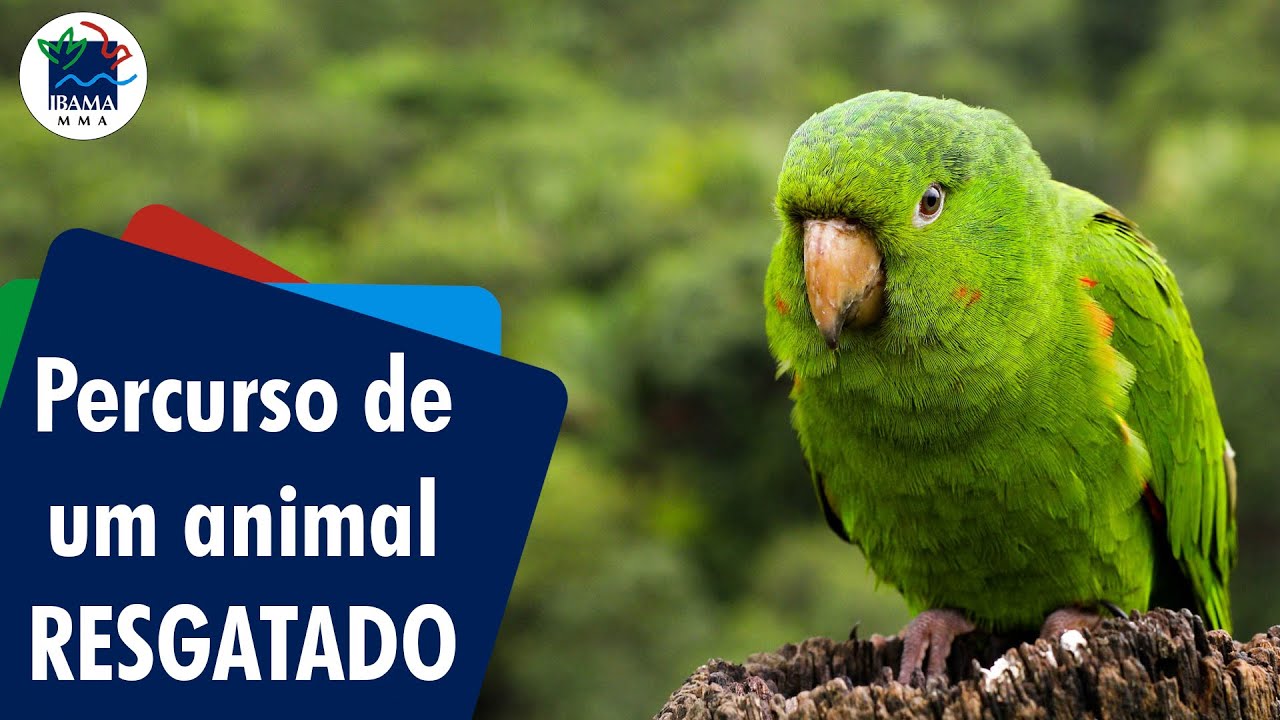 Por onde passa um animal resgatado?