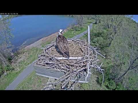 Orpheus chases intruder while Ophelia, I think, gives alarm calls 5/8 121724 20190518 121904