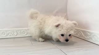 ハーフ犬の動画01