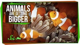 Animals Getting Bigger, and How Cannabis Causes Hunger