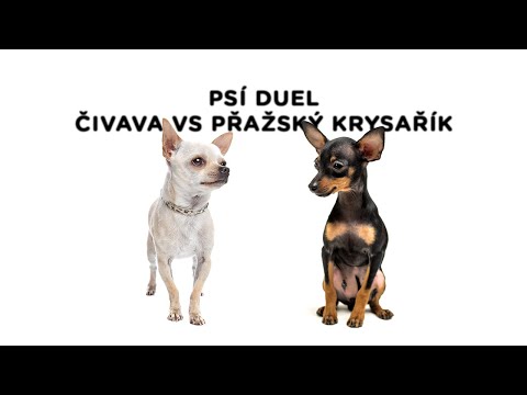 Psí duel - Čivava vs. Pražský krysařík - Tlapka TV