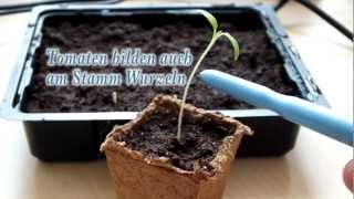 Fehler bei der Anzucht von Tomaten und Chili