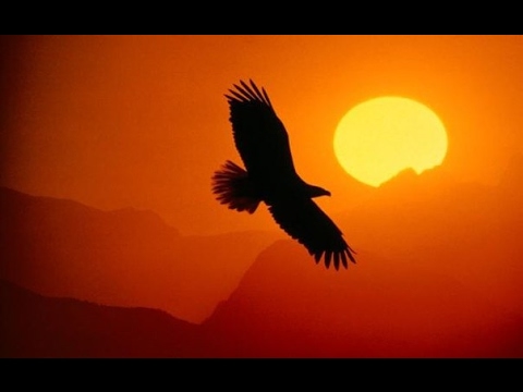 Aguila Aguile - Ivan Donaldson