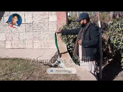 Ashraf bro is playing with his cat #bestvideoinyoutube