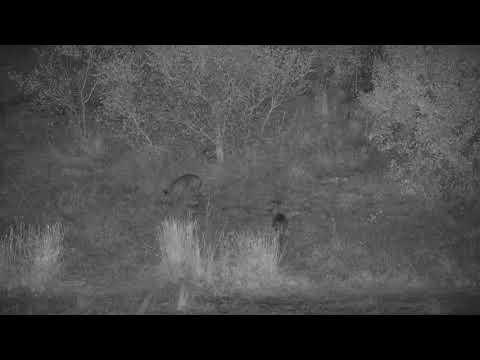 Djuma: Two Grey Duikers drink at the dam - 21:45 - 06/21/21