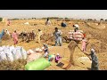 Incredible Traditional Village Life Pakistan Wheat Harvesting With Oxen Old Culture Punjab