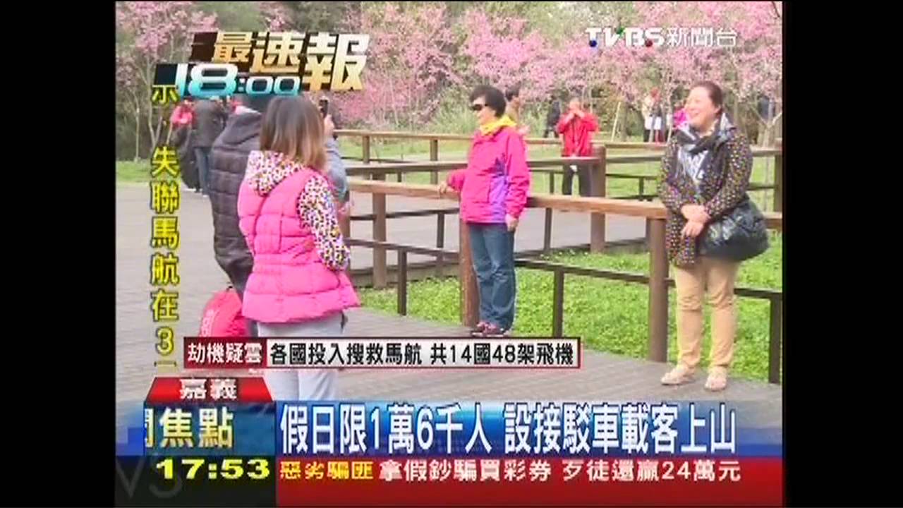 湧進萬人! 阿里山櫻花季開跑啟動交管