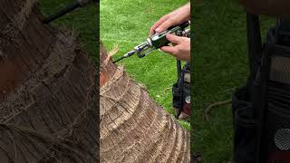 Coconut Rhinoceros Beetle tree injections work. Protect your palms today ##808beetlebusters
