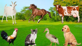 Cute Animal Moments - Cats, Chickens, Cows, Goats, Horses, Ducks - Animal Sounds