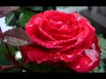 Розы для любимой 