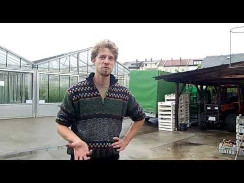 Die Gärtnerstadt: Gemüsebauer in Bamberg