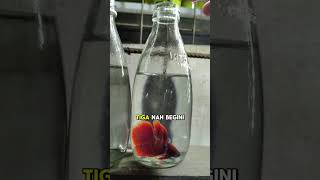 Download lagu Ini makanan ikan cupang! #ikancupang #ikan #ikanhias #akuarium mp3