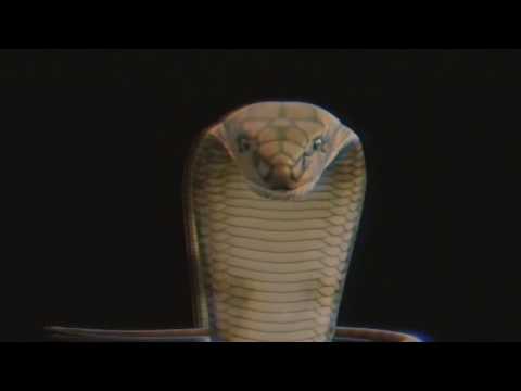 Locc Hunnids - "Double C Me"( Kirk Fisher Response) (offical Video) Shot by. @Hippy Swizzy