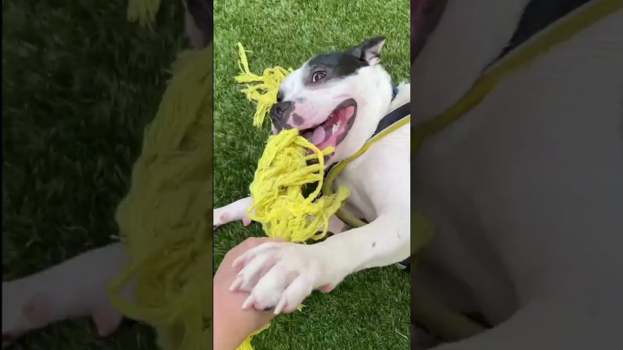 Enlarge Oriole, a Adoptable mixed breed in Middletown, NJ video 2/6