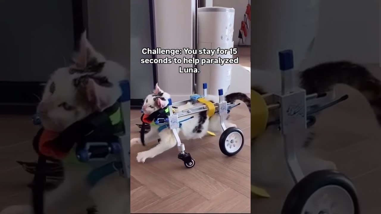 ALL DONATIONS ARE ACCEPTED LINK IN THE BIO PLEASE CONSIDER DONATING SOMETHINGSMALL AMOUNT TO HELP