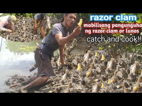 MABILISANG PANGUNGUHA NG LUNOS OR RAZOR CLAM, GAMIT ANG KAWIT || CATCH AND COOK